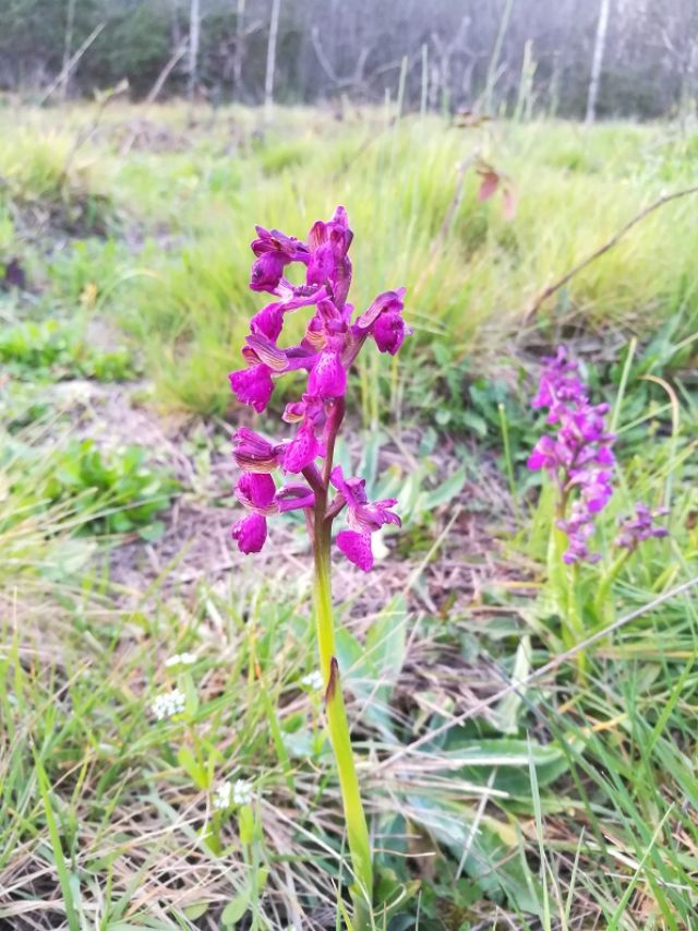 Un Prato di Anacamptis morio